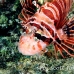 lionfish_spotfin_nus_h_0705_png1766.jpg